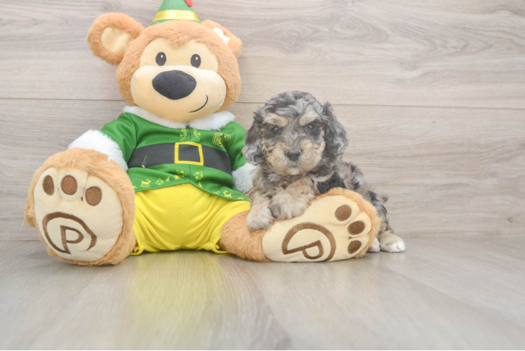 Poochon Puppy for Adoption