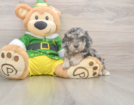 5 week old Poochon Puppy For Sale - Premier Pups