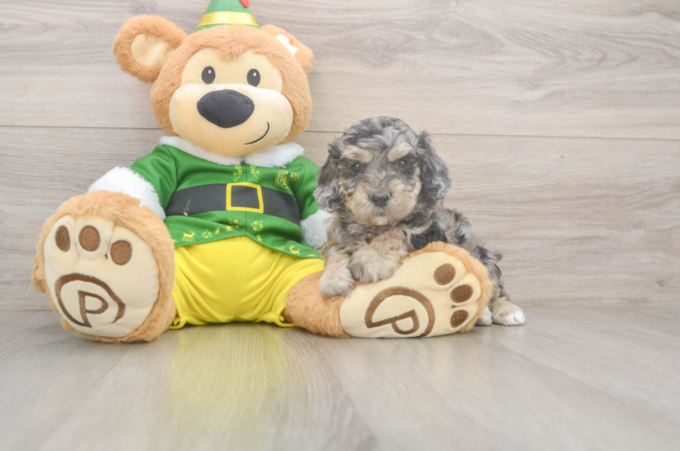 5 week old Poochon Puppy For Sale - Premier Pups