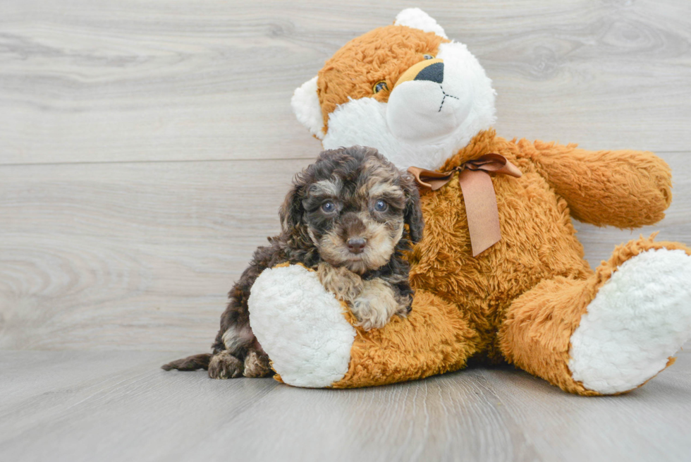 Cute Poochon Baby