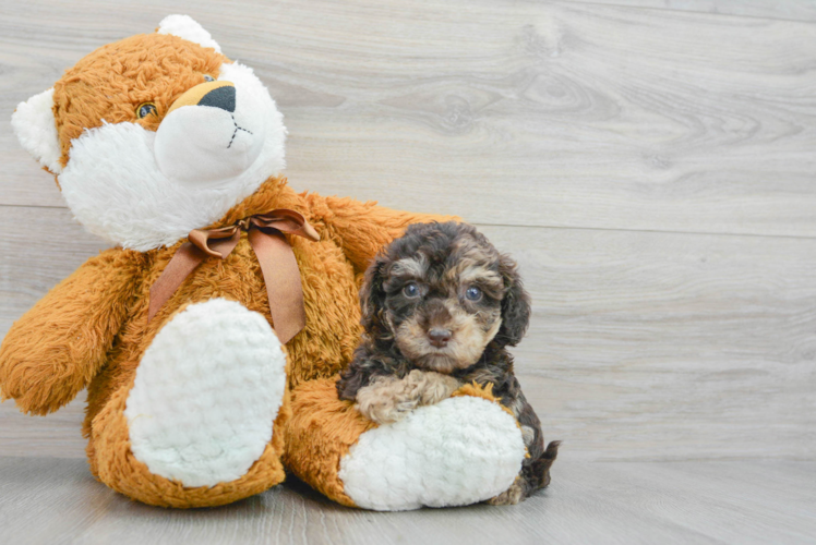 Playful Bichpoo Poodle Mix Puppy