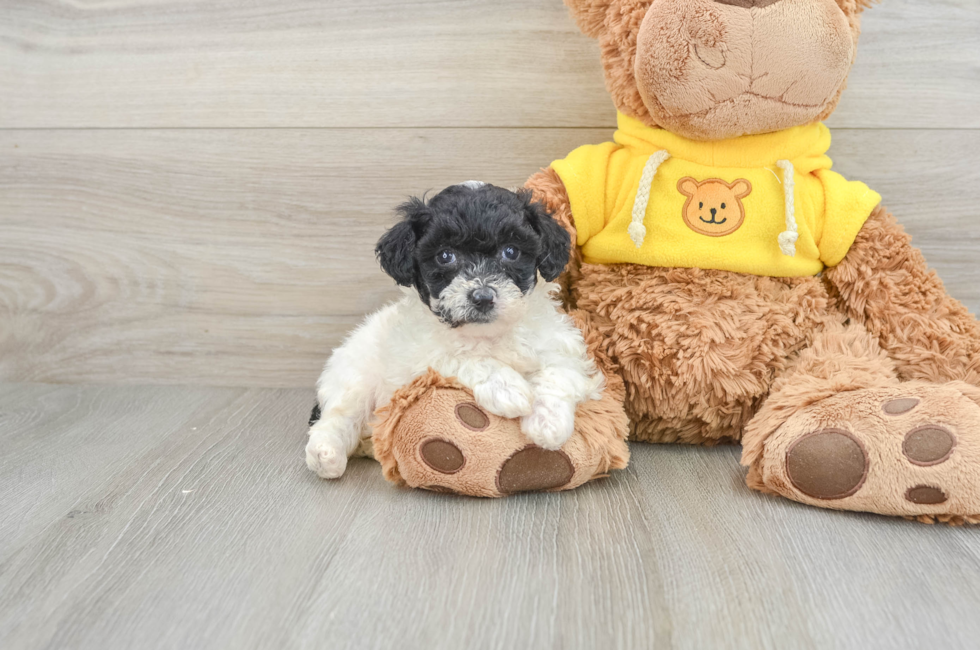 5 week old Poochon Puppy For Sale - Premier Pups