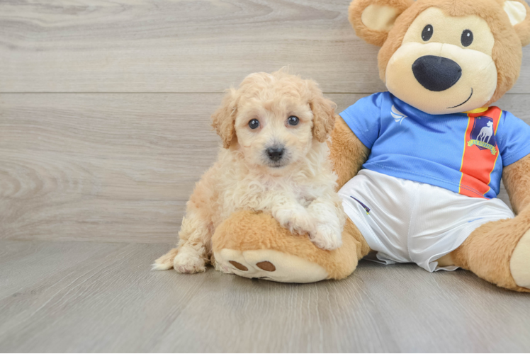 Poochon Pup Being Cute