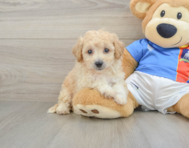 6 week old Poochon Puppy For Sale - Premier Pups