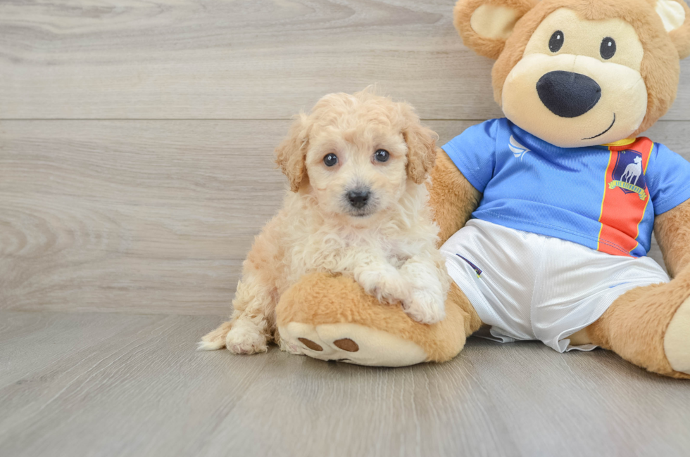 6 week old Poochon Puppy For Sale - Premier Pups