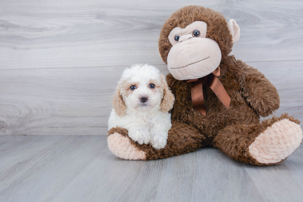 Hypoallergenic Bichpoo Poodle Mix Puppy