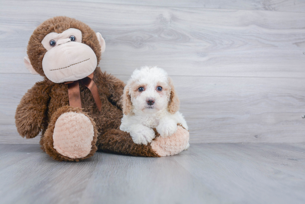 Poochon Pup Being Cute