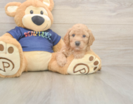 6 week old Poochon Puppy For Sale - Premier Pups