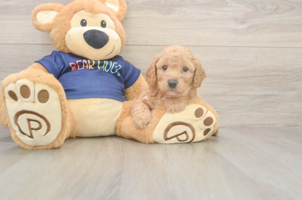 5 week old Poochon Puppy For Sale - Premier Pups