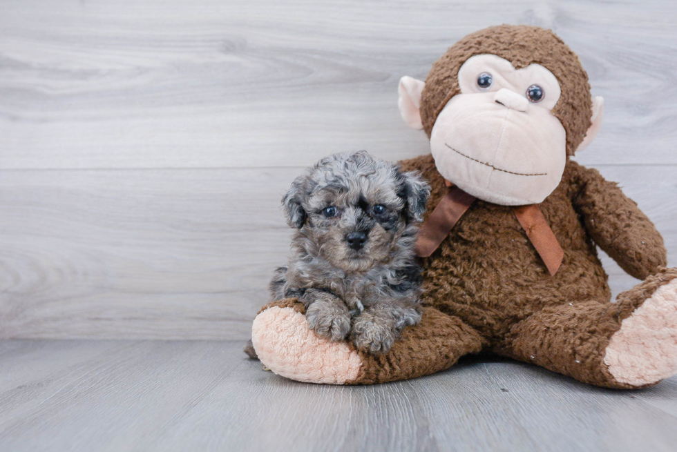 Poochon Pup Being Cute