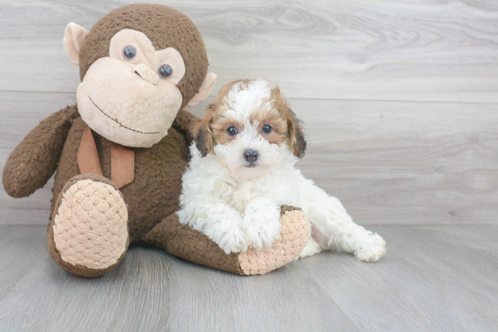 Adorable Bichpoo Poodle Mix Puppy