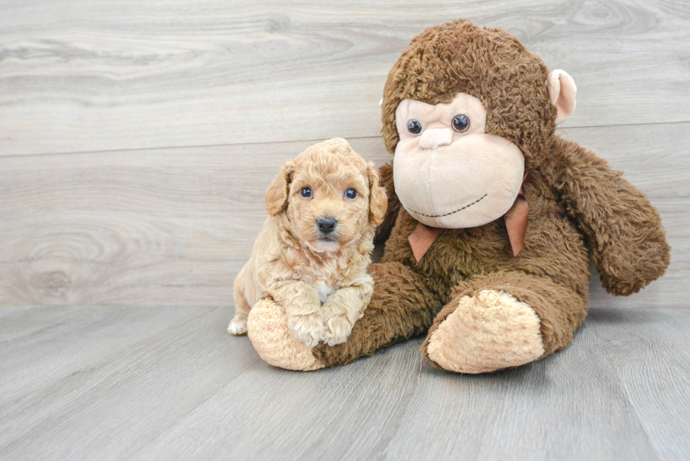 Playful Bichpoo Poodle Mix Puppy