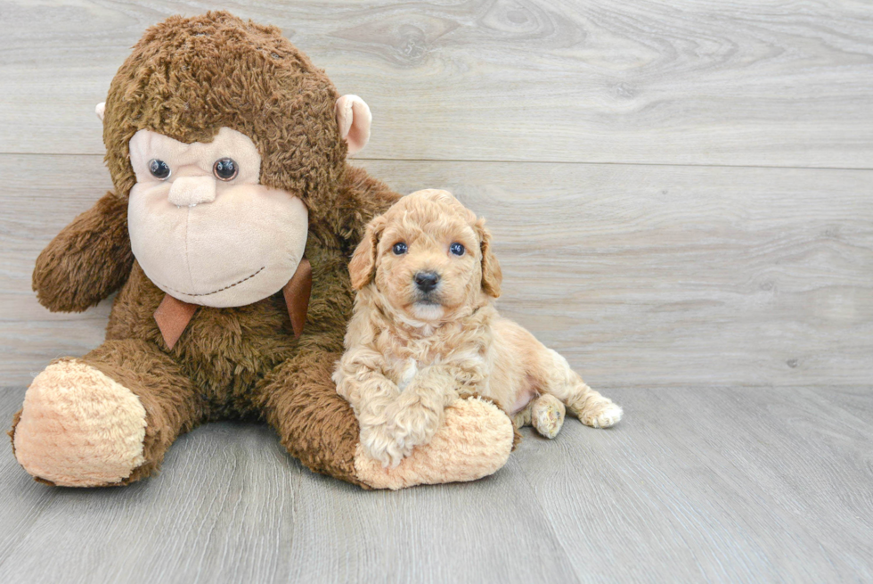 Playful Bichpoo Poodle Mix Puppy