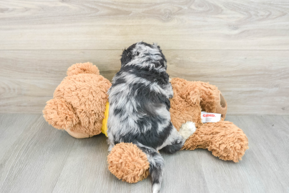 Smart Poochon Poodle Mix Pup