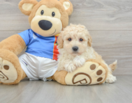 6 week old Poochon Puppy For Sale - Premier Pups