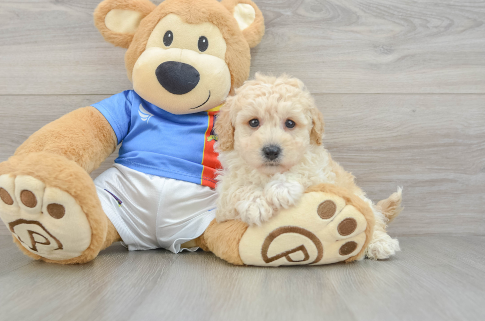 6 week old Poochon Puppy For Sale - Premier Pups