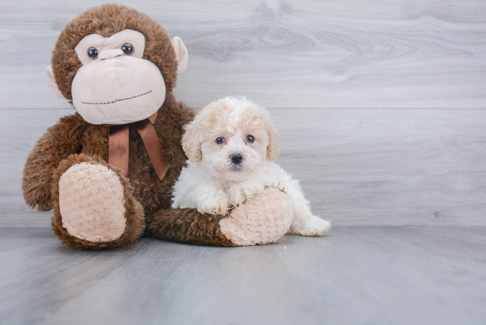 Poochon Pup Being Cute