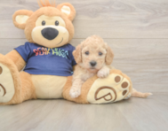 6 week old Poochon Puppy For Sale - Premier Pups