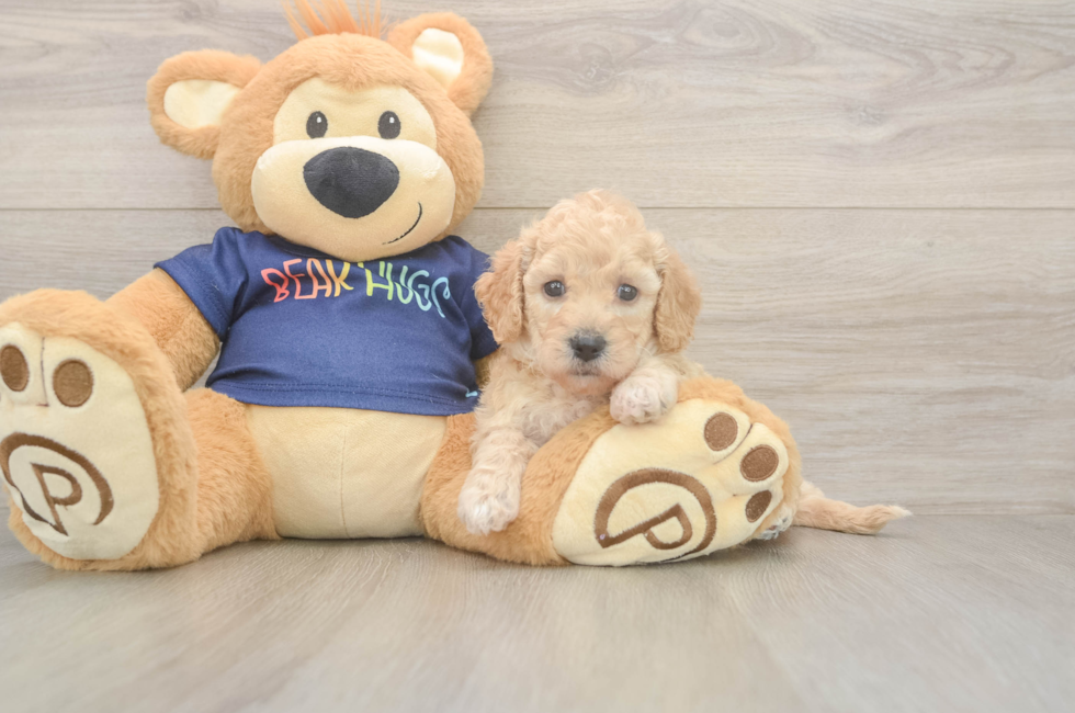 5 week old Poochon Puppy For Sale - Premier Pups