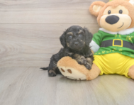 5 week old Poochon Puppy For Sale - Premier Pups