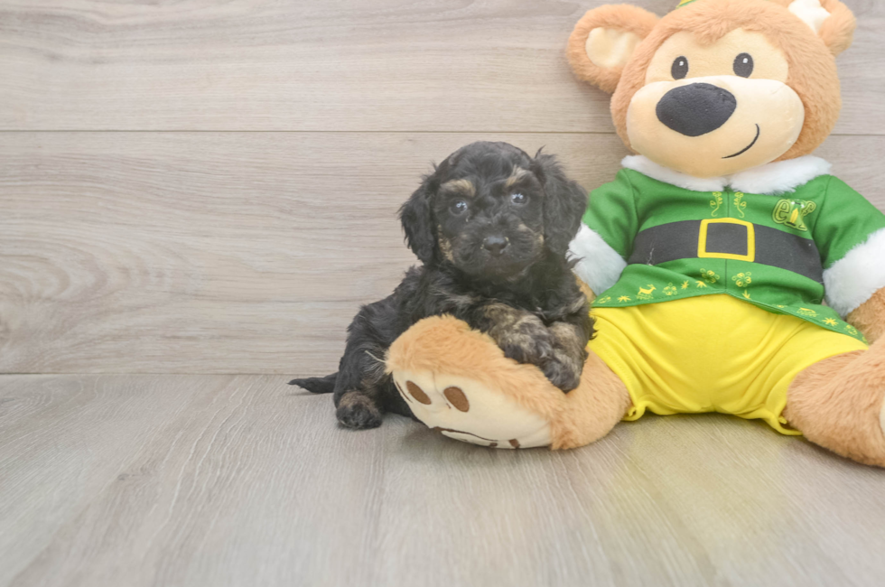 5 week old Poochon Puppy For Sale - Premier Pups