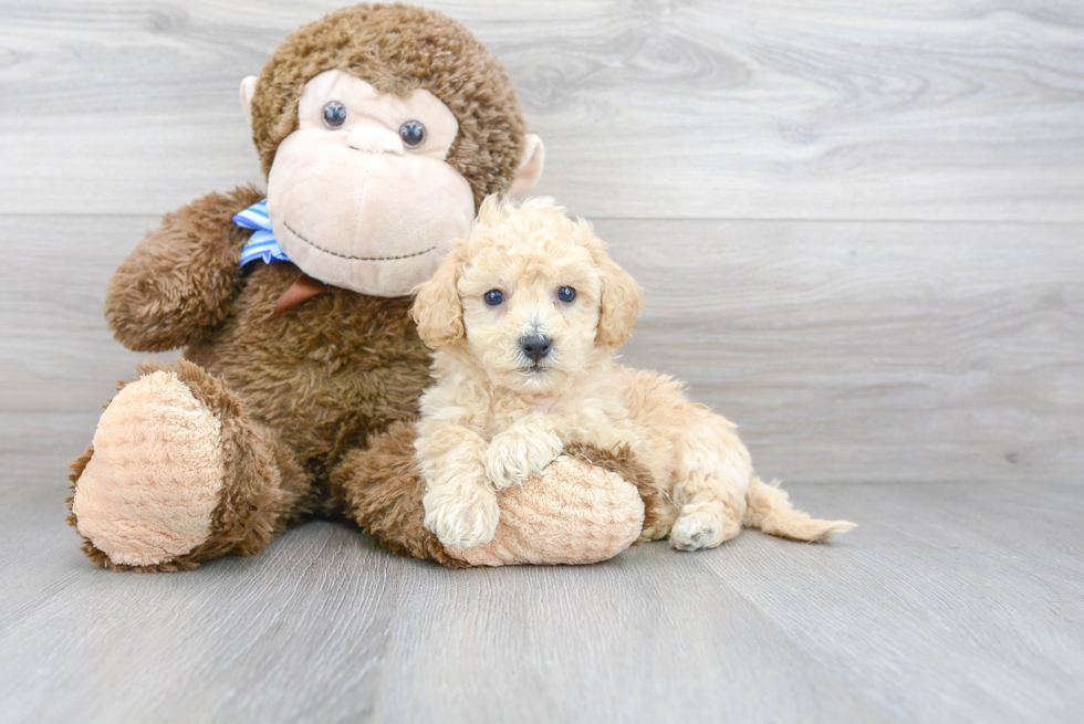 Funny Poochon Poodle Mix Pup