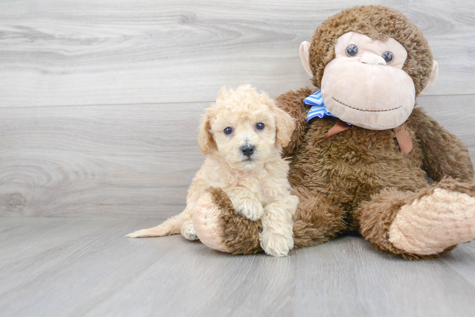 Friendly Poochon Baby