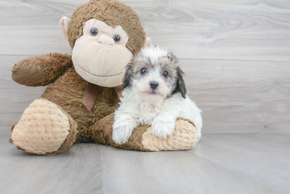 Poochon Pup Being Cute