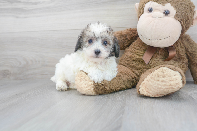 Poochon Pup Being Cute