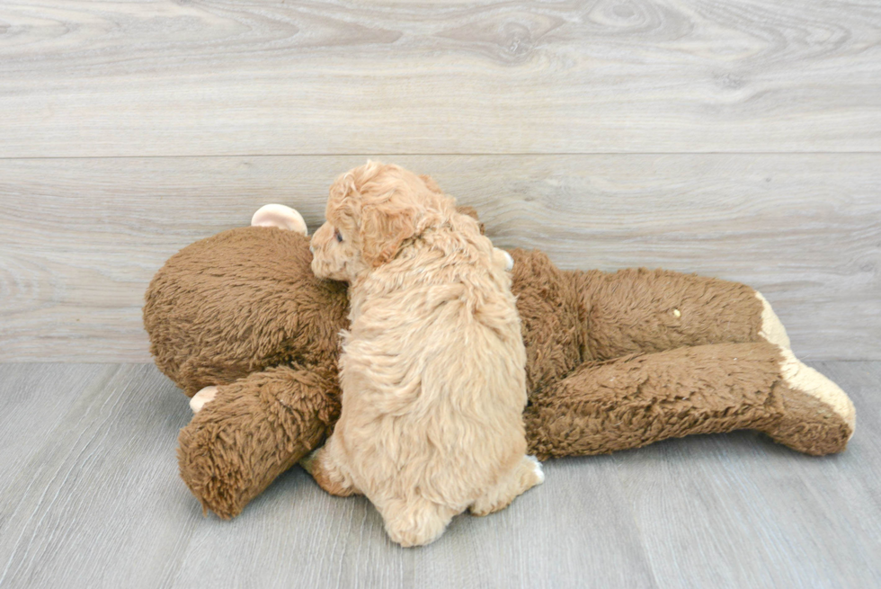 Playful Bichpoo Poodle Mix Puppy