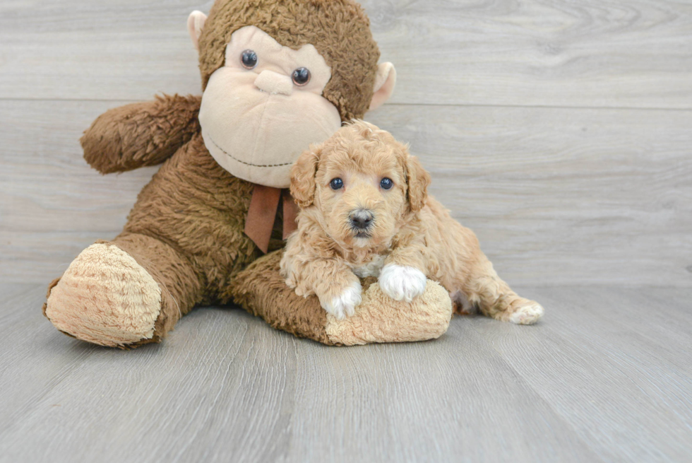 Little Bichpoo Poodle Mix Puppy