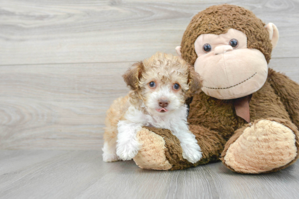 Popular Poochon Poodle Mix Pup