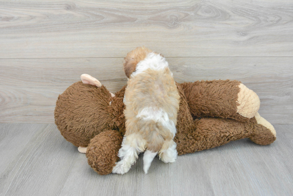 Petite Poochon Poodle Mix Pup