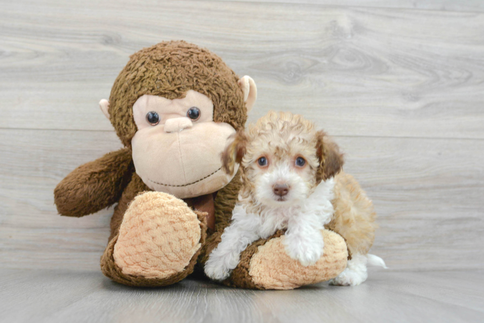 Petite Poochon Poodle Mix Pup