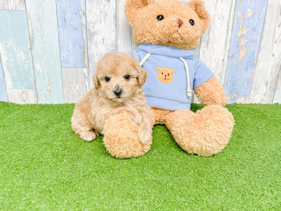 Poochon Puppy for Adoption