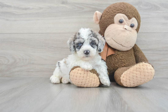 Friendly Poochon Baby