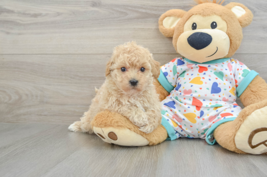 Funny Poochon Poodle Mix Pup