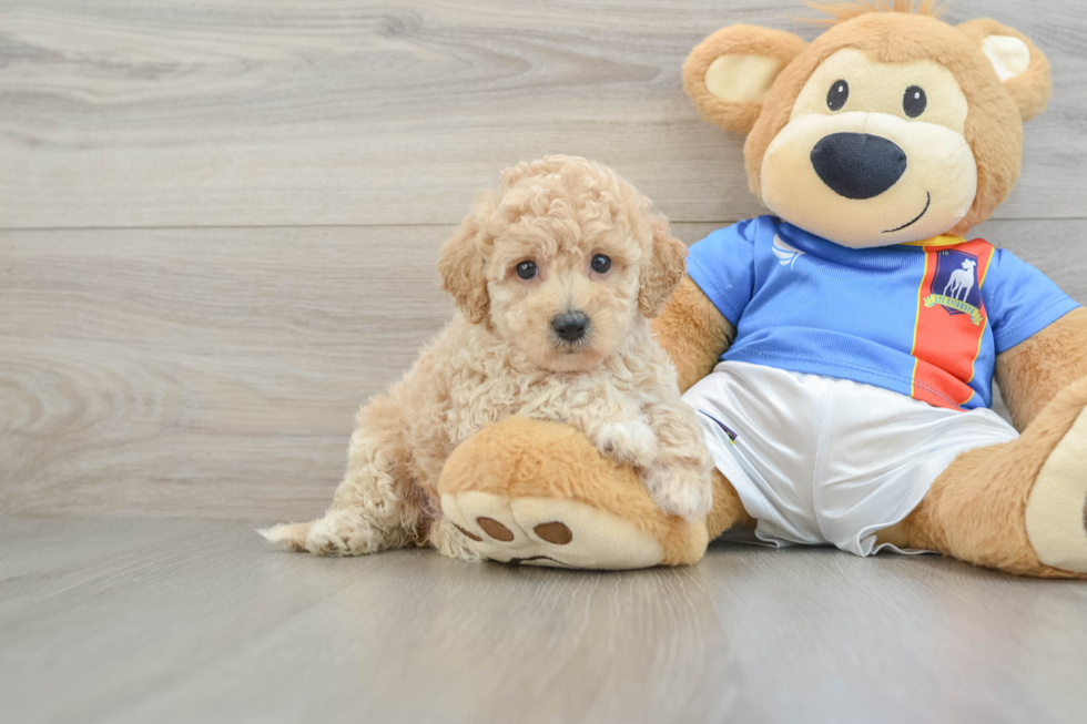 Smart Poochon Poodle Mix Pup