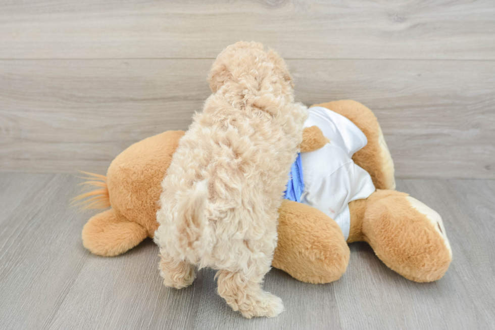 Energetic Bichpoo Poodle Mix Puppy