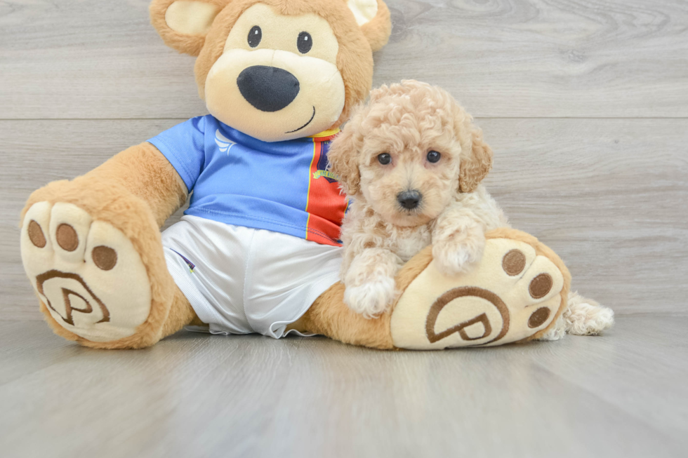 Poochon Puppy for Adoption