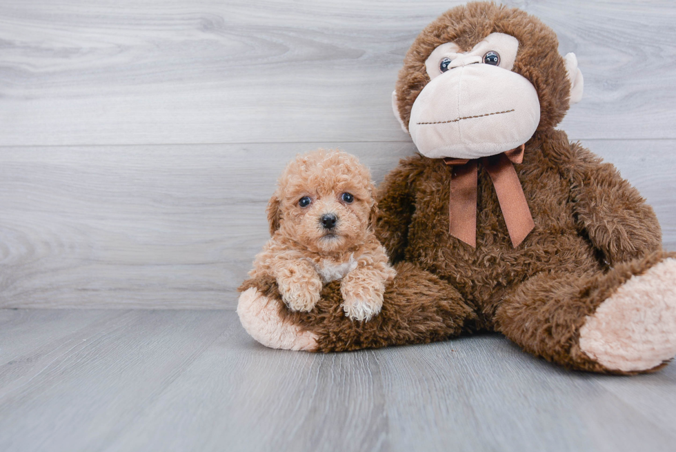 Funny Poochon Poodle Mix Pup