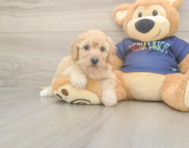 6 week old Poochon Puppy For Sale - Premier Pups