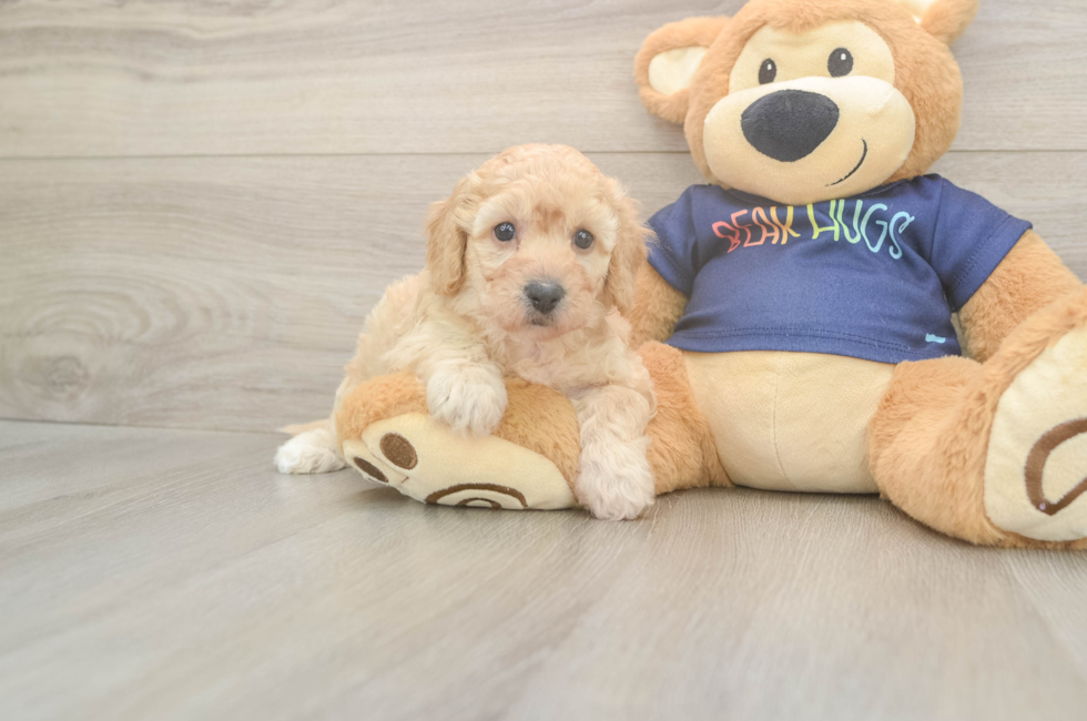 5 week old Poochon Puppy For Sale - Premier Pups
