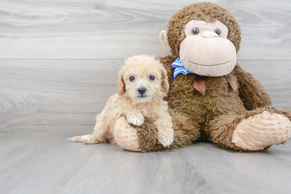 Cute Poochon Poodle Mix Pup