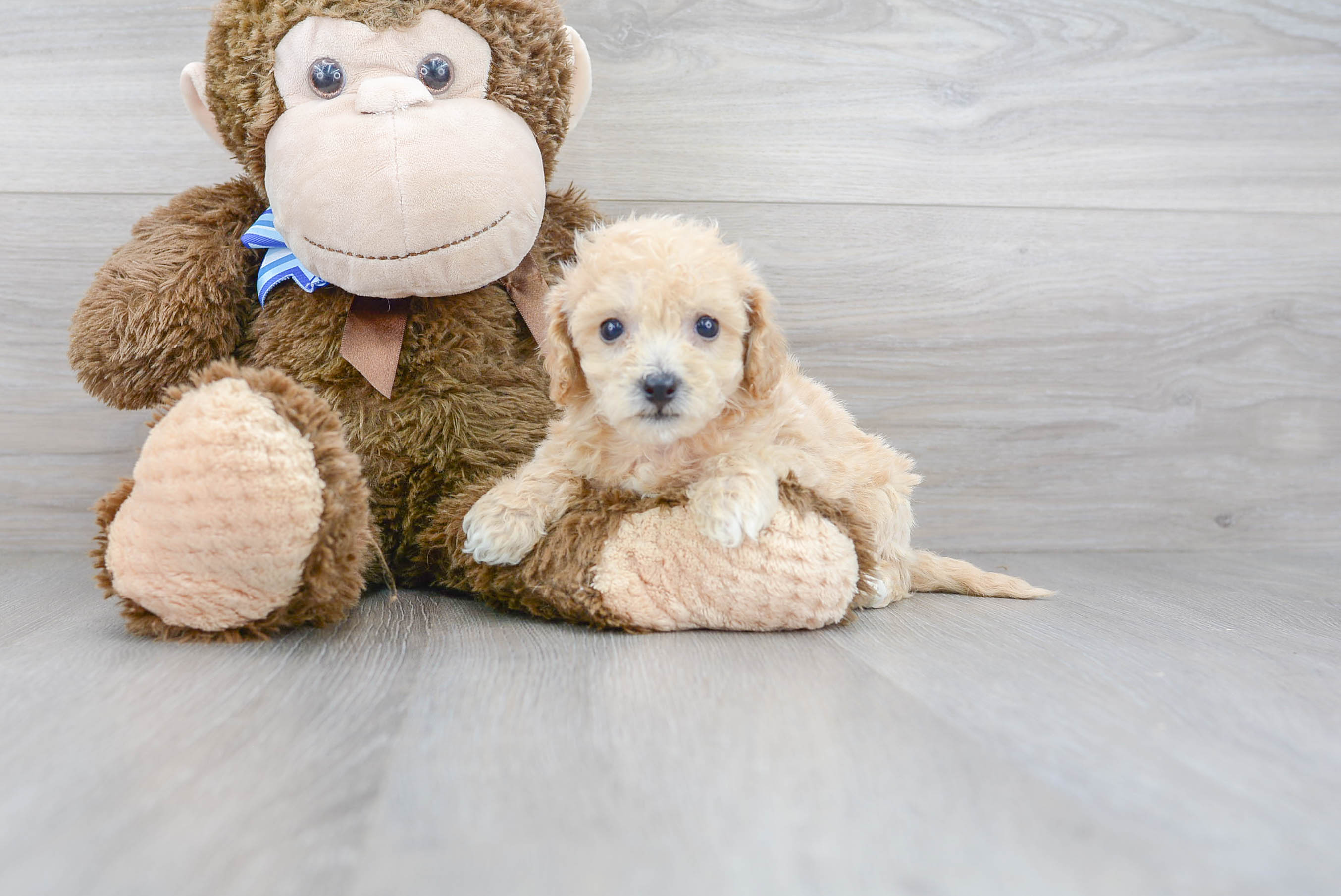 Cute Poochon Poodle Mix Pup