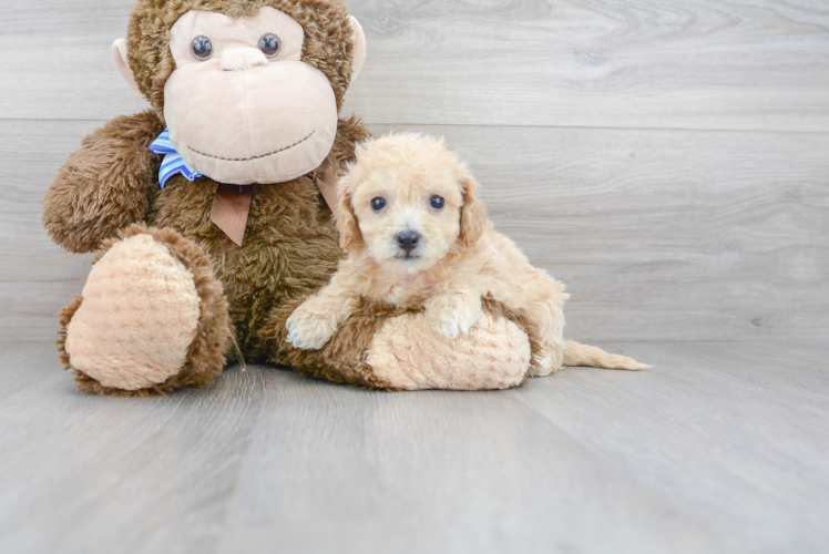 Cute Poochon Poodle Mix Pup