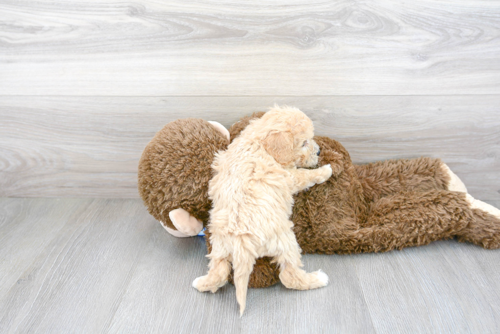 Cute Poochon Poodle Mix Pup