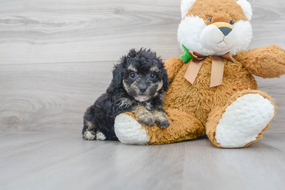 Energetic Bichpoo Poodle Mix Puppy