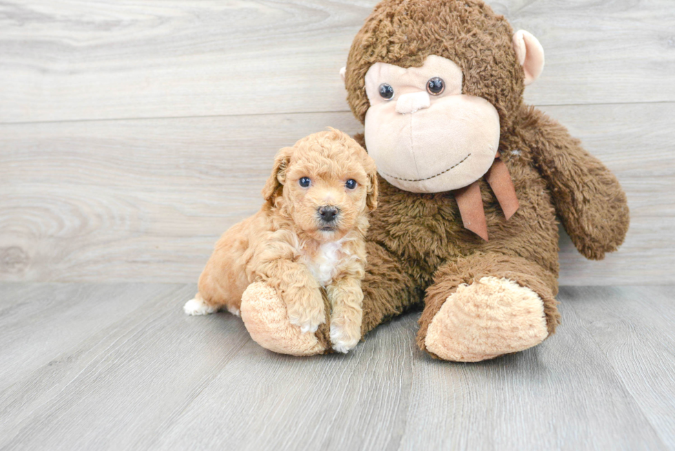 Playful Bichpoo Poodle Mix Puppy