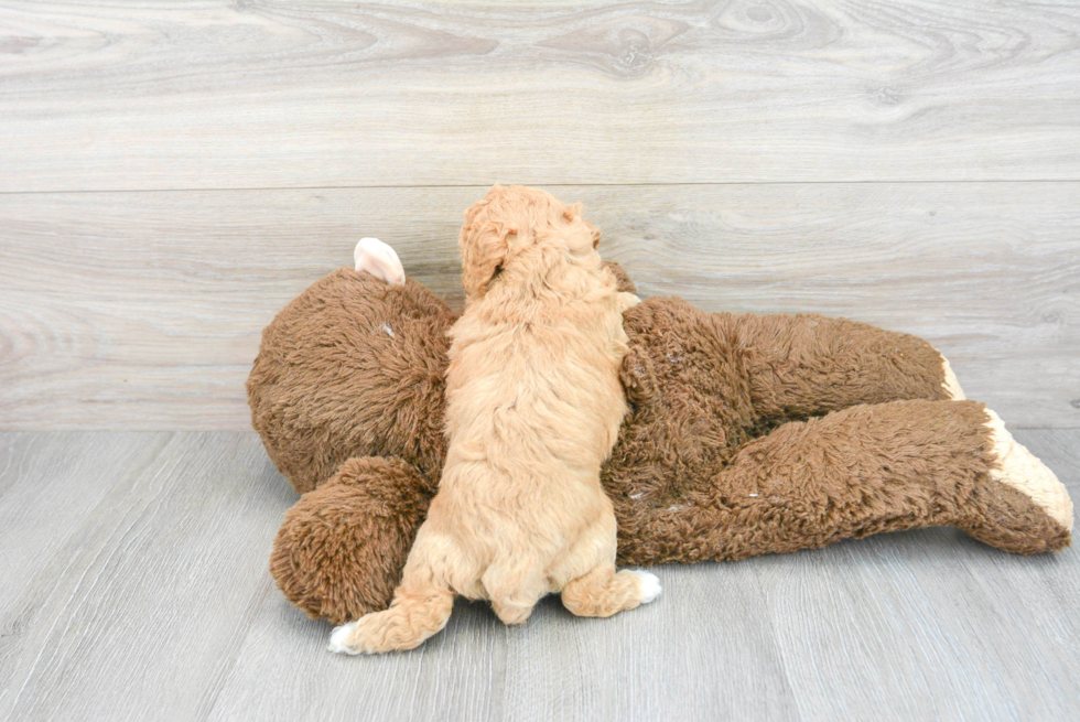 Little Bichpoo Poodle Mix Puppy